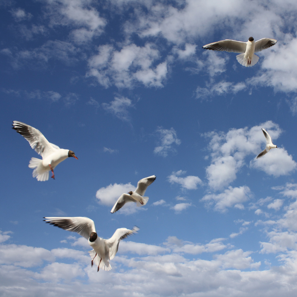 Möwen - Freebie Foto von optmedia.de