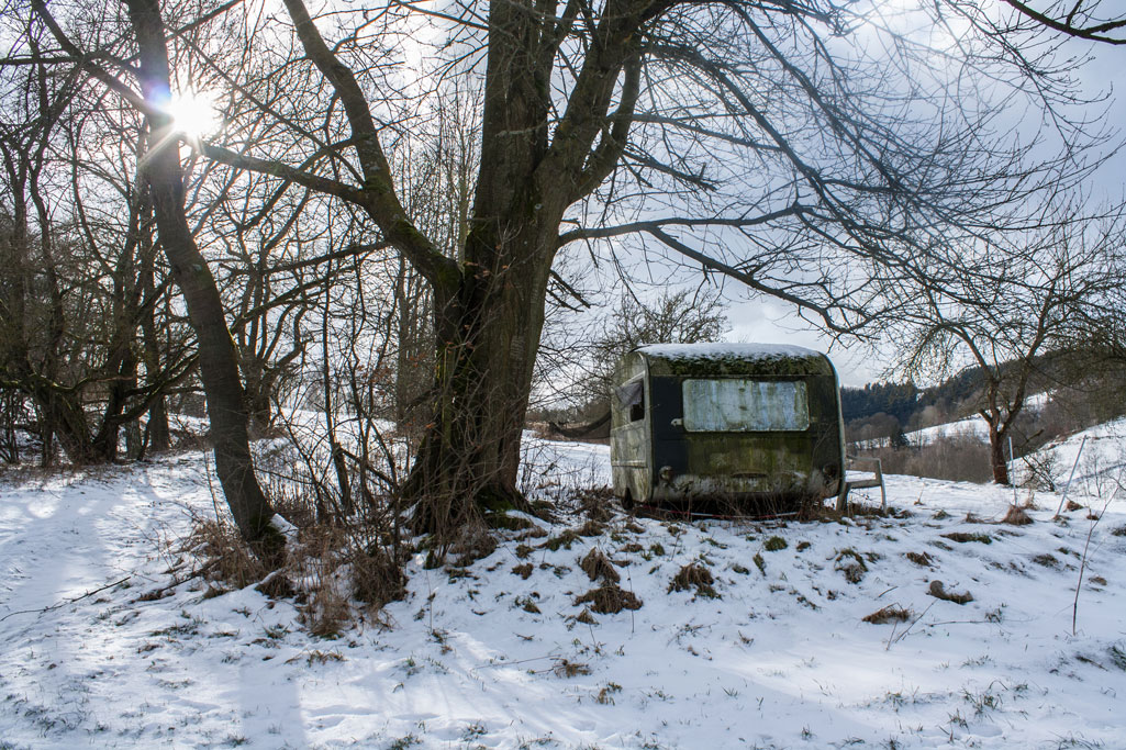 Waldbewohner - Freebie Foto von optmedia.de