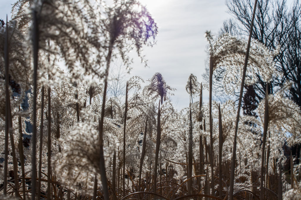 Dickicht - Freebie Foto von optmedia.de